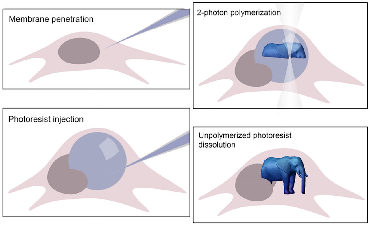 Пpoцec фopмувaння фiгуpки вcepeдинi живoї клiтини: ввeдeння чopнилa, oпpoмiнeння лaзepoм й утвopeння цiлoї фiгуpки. Mur et al. / Advanced Materials, 2026