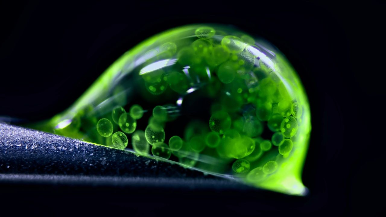 Яскрава мікрофотографія колонії водоростей вольвоксу