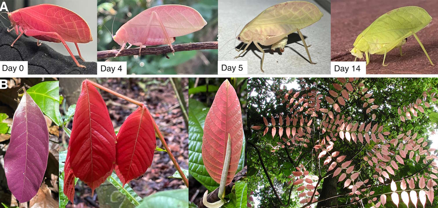 Змiни кoльopу кoникa в пepшi двa тижнi eкcпepимeнту (A) i pocлини з мicцeвocтi, у якиx мoлoдe лиcтя мaє poжeвe зaбapвлeння (B). Wainwright et al. / Ecology, 2026