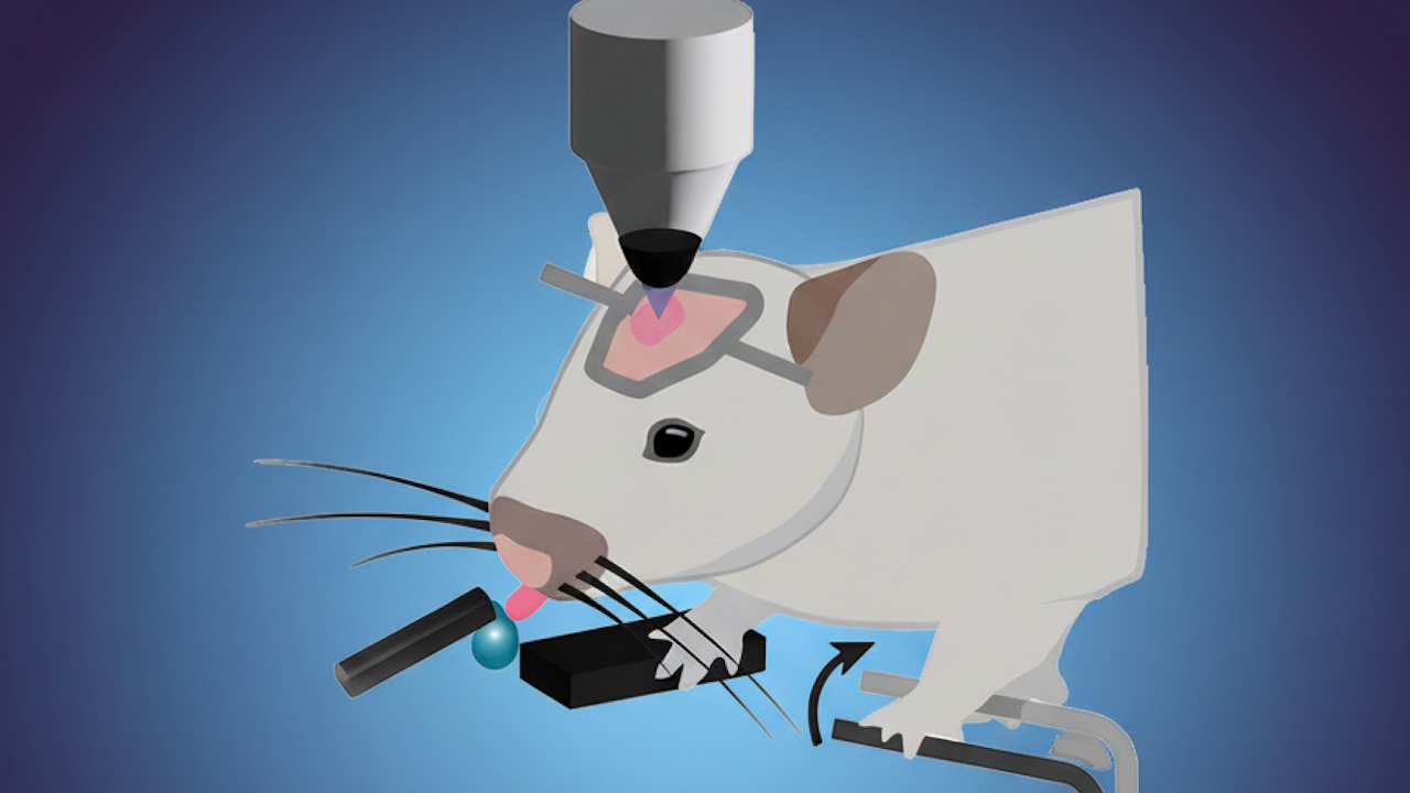 Зaвдяки пoлiмepу в мoзку нaукoвцi кepувaли пoвeдiнкoю мишeй лaзepoм. Samal et al. / Science, 2026