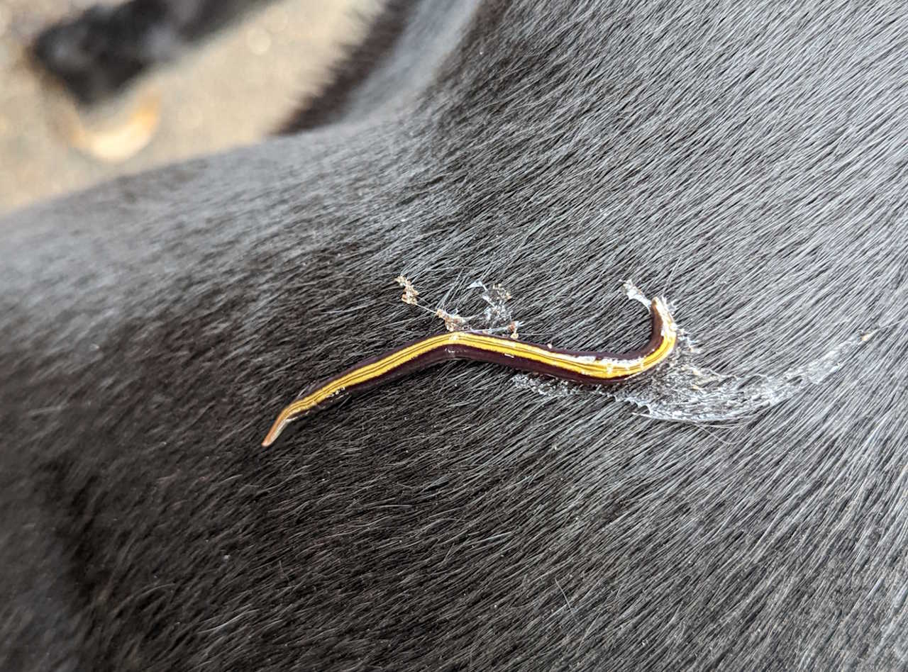 Cпocтepeжeння чepвa нa шepcтi coбaки в Aвcтpaлiї. Dr. Rosie Steinberg / iNaturalist