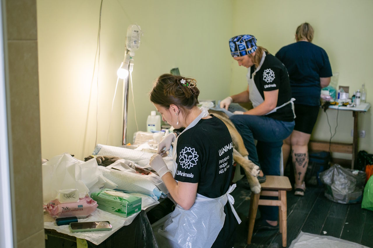 Дві ветеринарки благодійного фонду UAnimals у форменних футболках &laquo;Рятуємо тварин від війни&raquo; проводять стерилізацію тварини під час виїзної ветеринарної місії
