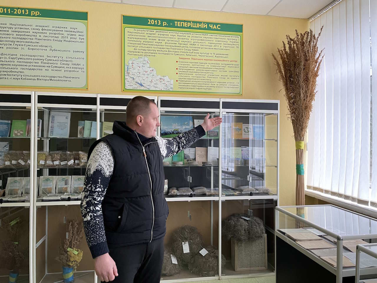 Сніп конопель сорту Софія