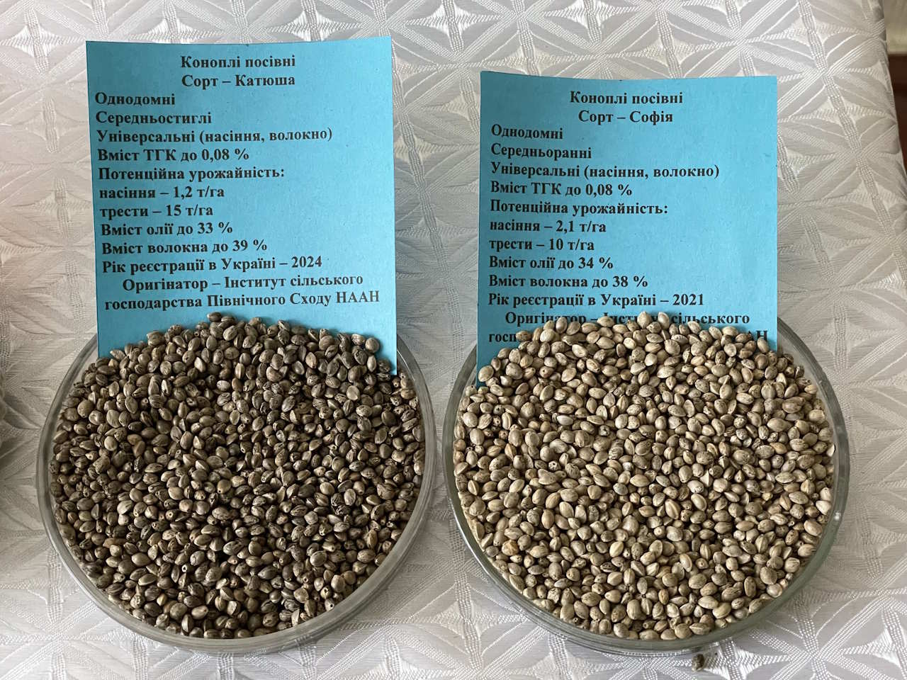 Насіння конопель