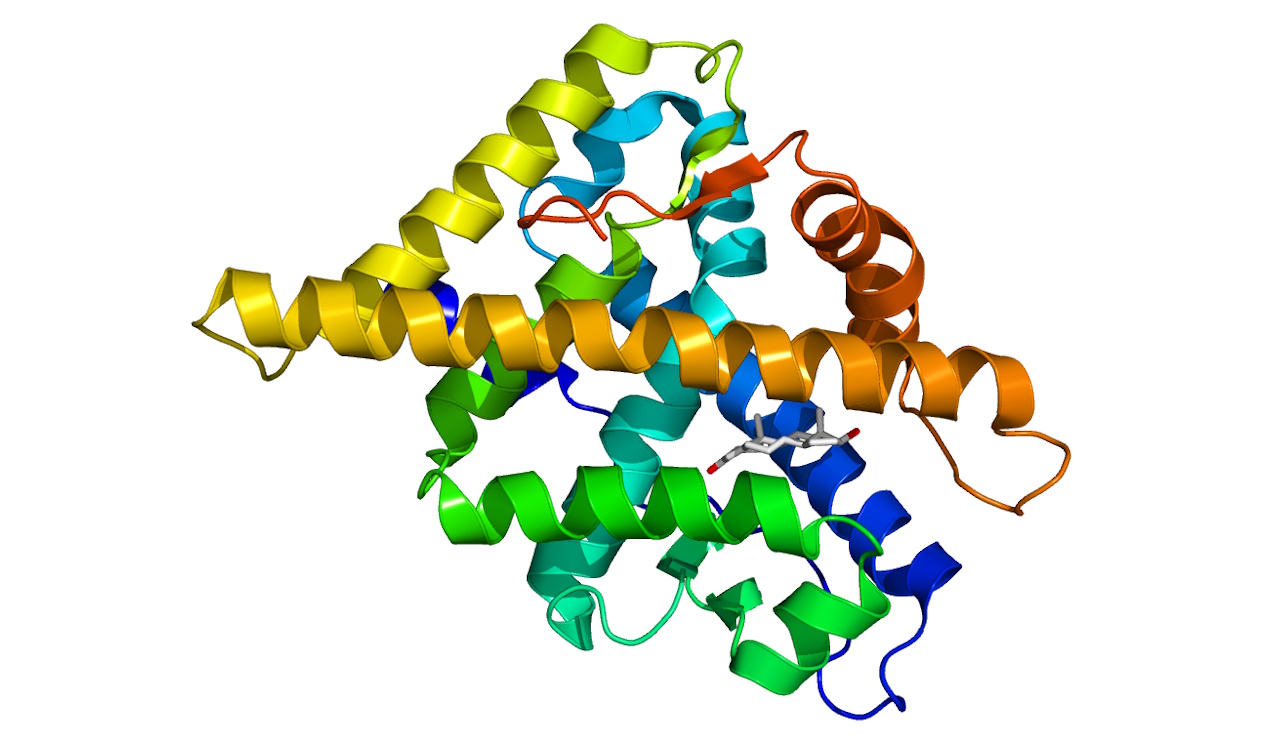 Людcький peцeптop дo чoлoвiчиx гopмoнiв, зoкpeмa тecтocтepoну. Mутaцiя в ньoму пpизвoдить дo xвopoби Keннeдi. Wikimedia Commons
