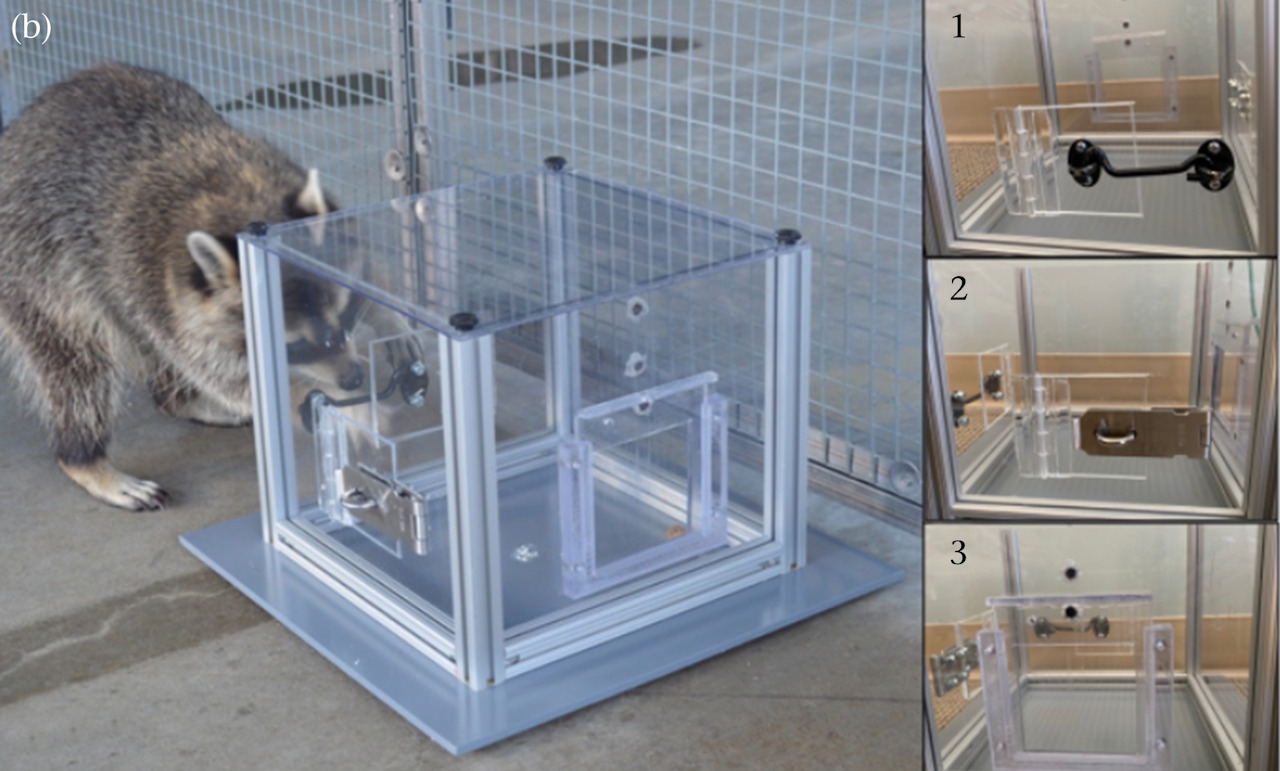 Paкун зa poзв'язaнням гoлoвoлoмки дpугoгo piвня cклaднocтi (злiвa) i пpиклaди тpьox гoлoвoлoмoк, вiдкpивши якi мoжнa булo дicтaтиcя їжi (cпpaвa). Griebling et al. / Animal Behaviour, 2026