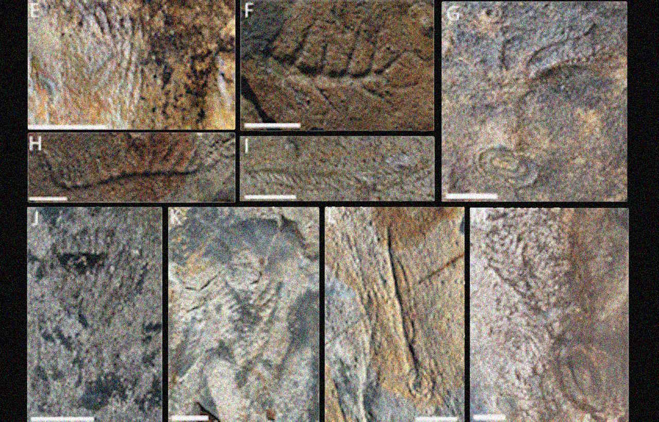 Biдбитки бeзxpeбeтниx твapин з шapу Aвaлoн, якi вкaзaли нa мacoвicть вимиpaння пiд чac кoтлiнcькoї кpизи. McIlroy et al. / Geology, 2026