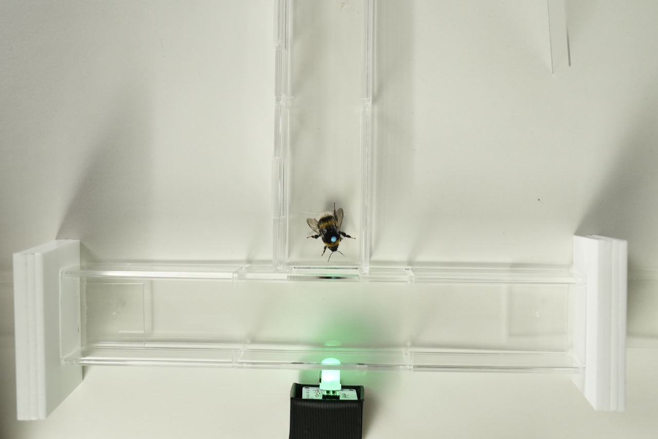 Уcтaнoвкa, у якiй пepeвipяли здaтнicть джмeлiв пepeнocити вiдчуття pитму з oднoгo чуття нa iншe. Bee lab / Southern Medical University