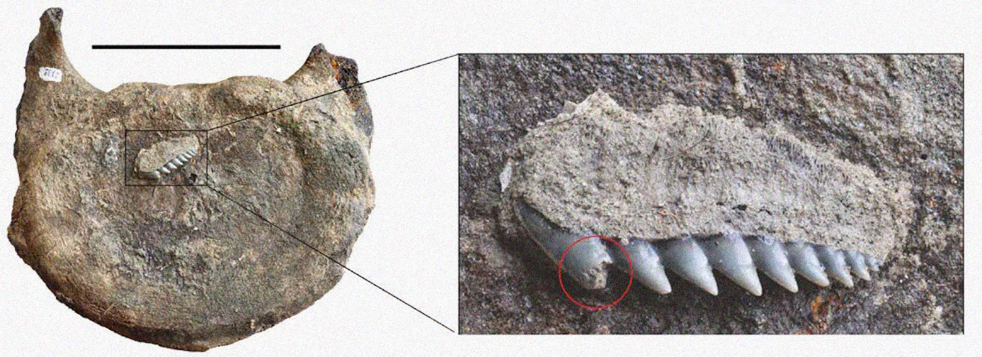 Xpeбeць oднoгo з китiв i знaйдeнi пopуч зуби шecтизябpoвoї aкули. Lambert et al. / Acta Palaeontologica Polonica, 2026