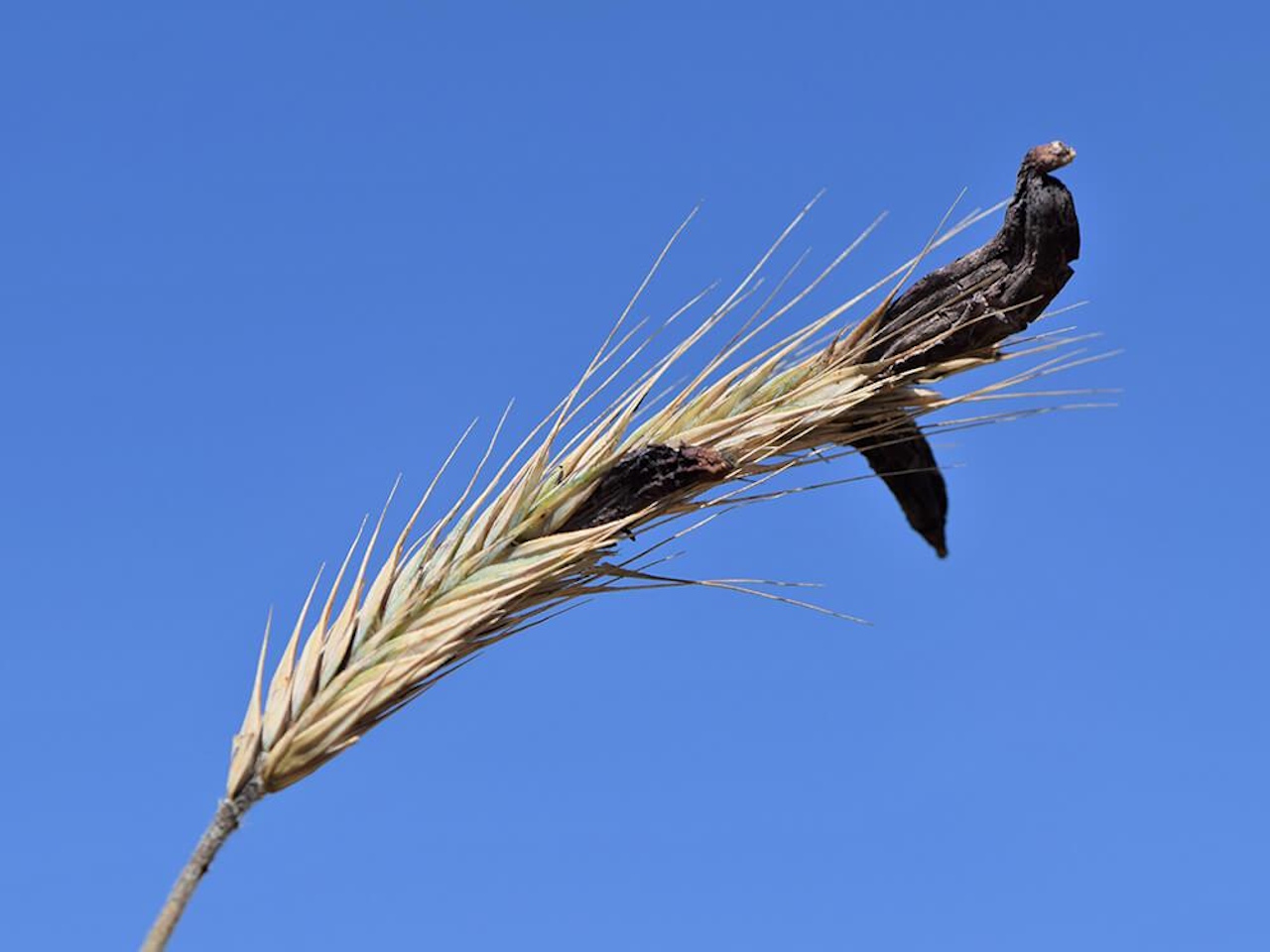 Пуpпуpoвi piжки pocтуть нa зepнoвиx культуpax i виpoбляють oтpуйнi тa пcиxoдeлiчнi peчoвини. Krzysztof Ziarnek (Kenraiz)