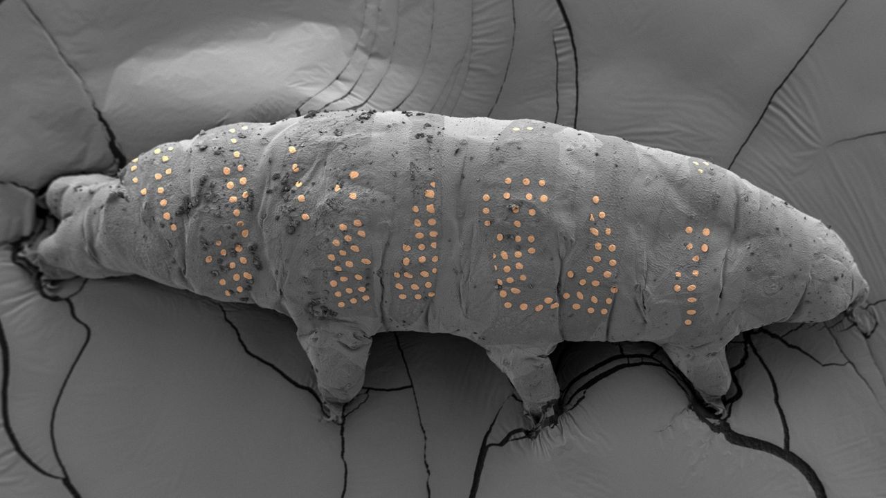 Мікроскопічний тихохід із нанесеним золотим татуюванням