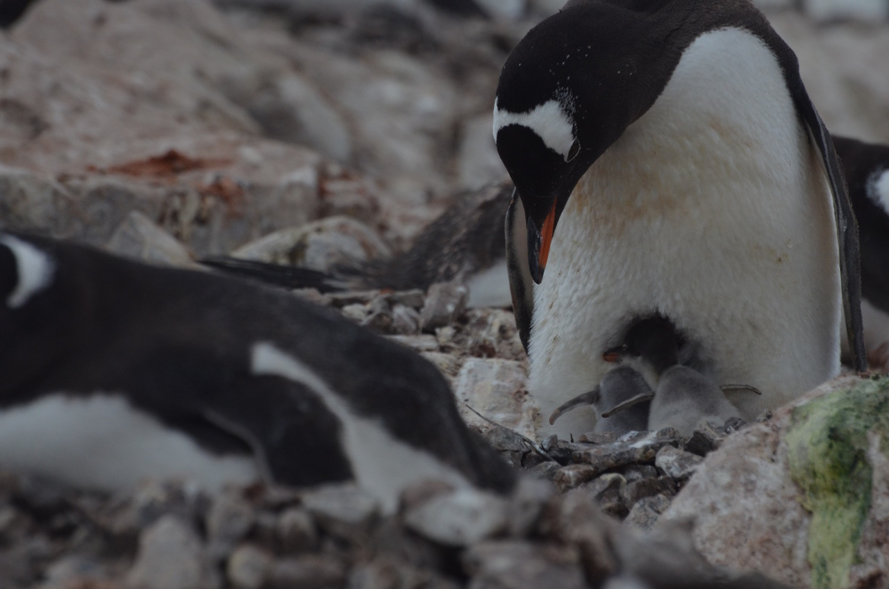Дитинчaтa пiнгвiнiв-шкiпepiв у гнiздi. Ignacio Juarez Martinez