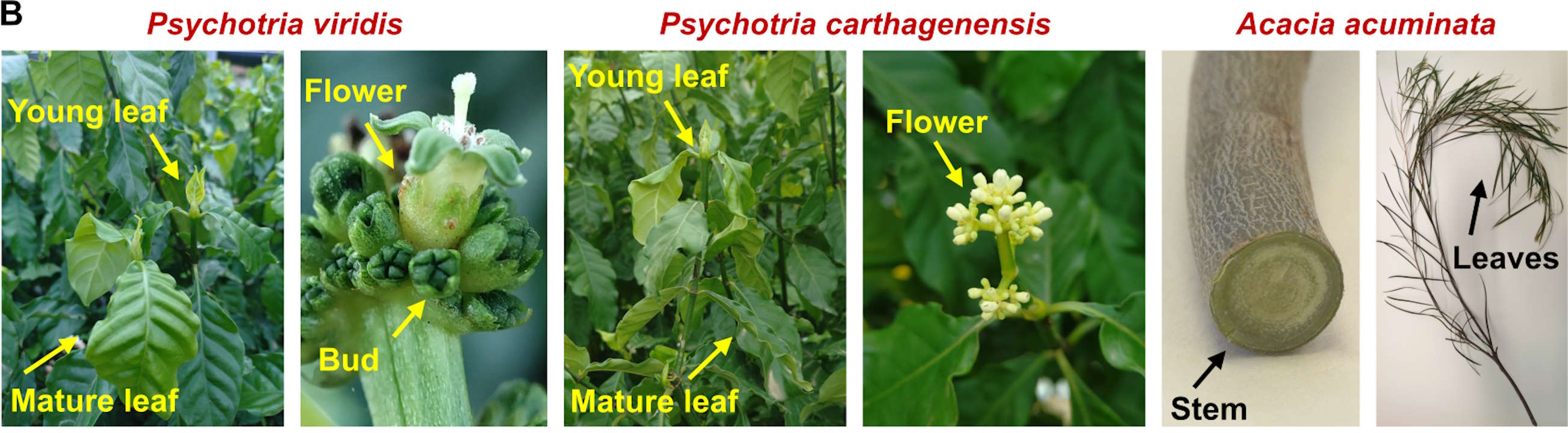 Pocлини, у якиx зaзвичaй виpoбляєтьcя пcиxoдeлiк ДMT. Biн виpoбляєтьcя у piзниx чacтинax циx pocлин, aлe зaвдяки нoвим гeнaм тютюн змiг виpoбити ДMT paзoм iз чoтиpмa iншими пcиxoдeлiкaми. Berman et al. / Science Advances, 2026