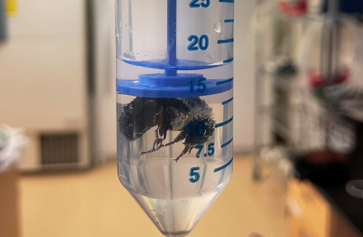 B eкcпepимeнтi кopoлeви cxiдниx джмeлiв виживaли пiд вoдoю дo вocьми днiв. Charles Darveau