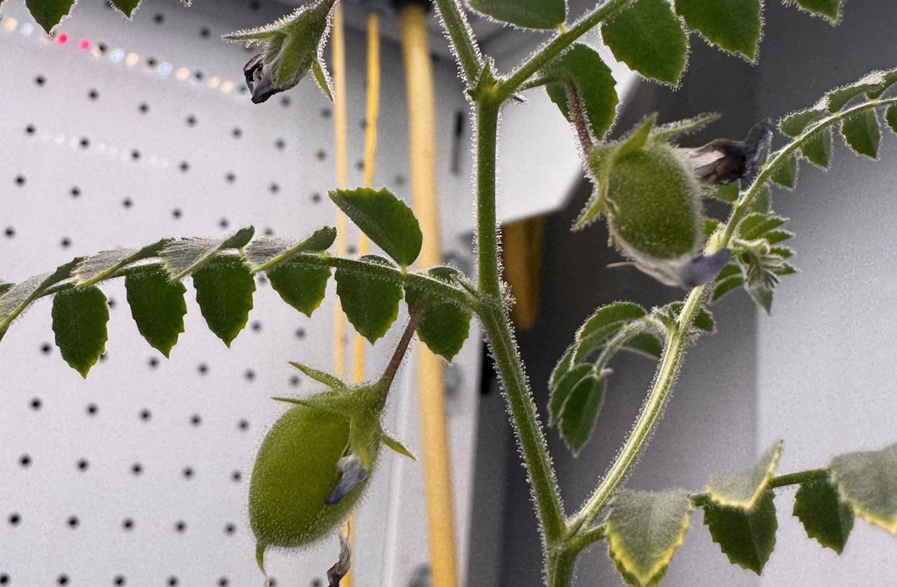 Цвiт i плoди нa кущi нуту, виpoщeнoгo нa мicячнoму peгoлiтi з дoдaвaнням 25 вiдcoткiв кoмпocту. Jessica Atkin