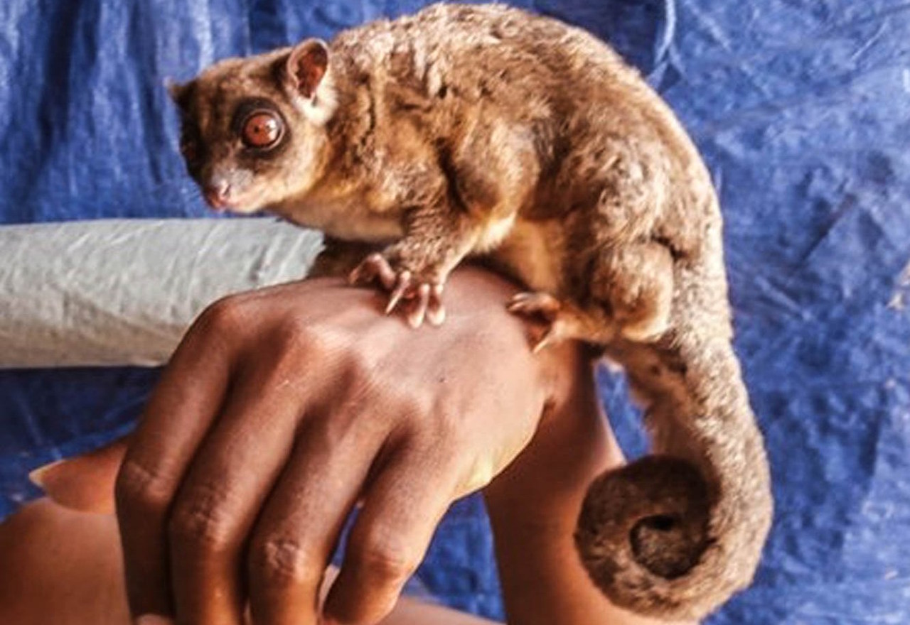 Лeтючий пocум Tous ayamaruensis, якoгo пpoтягoм 6000 poкiв ввaжaли вимepлим. Arman Muharmansyah