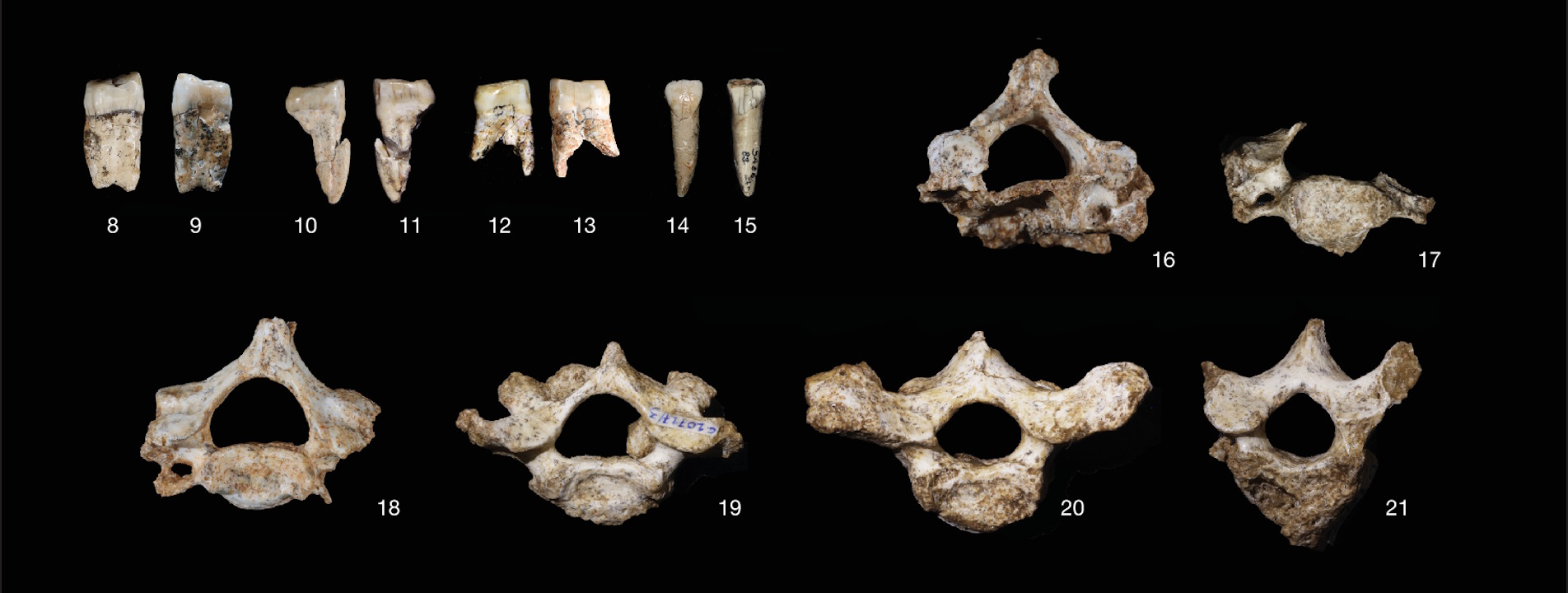 Зуби тa xpeбцi дaвнix poдичiв людини з Mapoккo. Hublin et al. / Nature, 2026