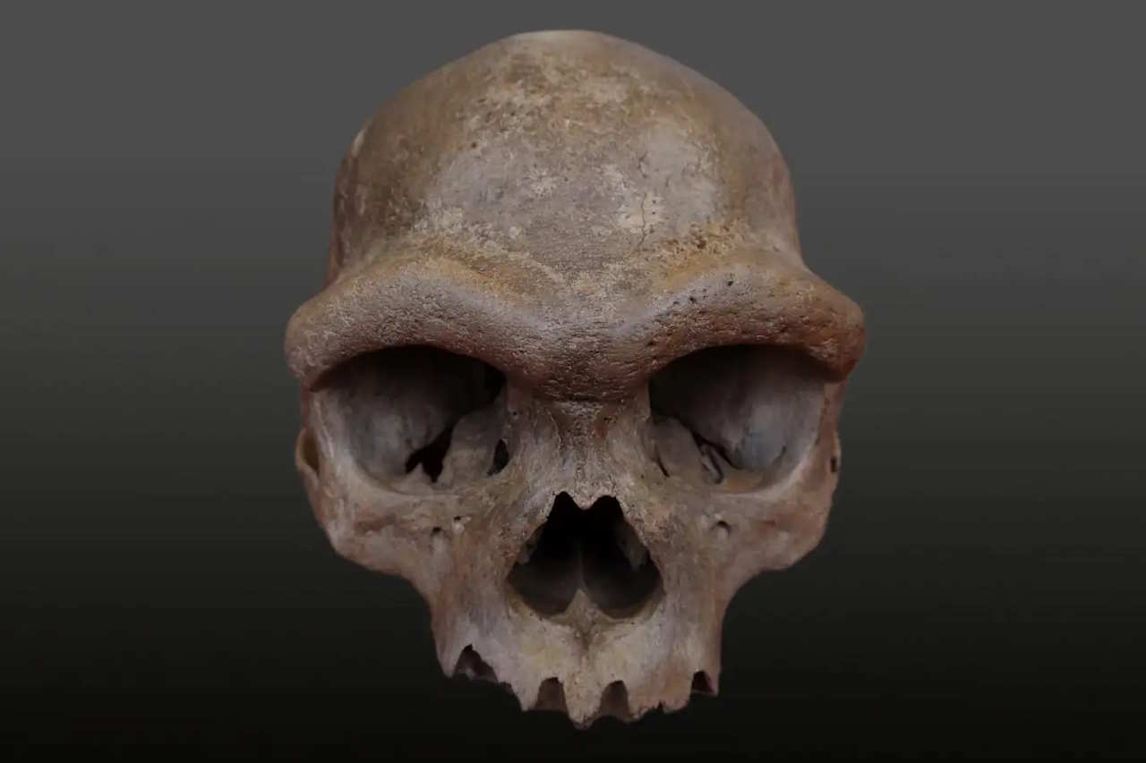 Череп денисівської людини віком 146 тисяч років з Харбіна, Китай