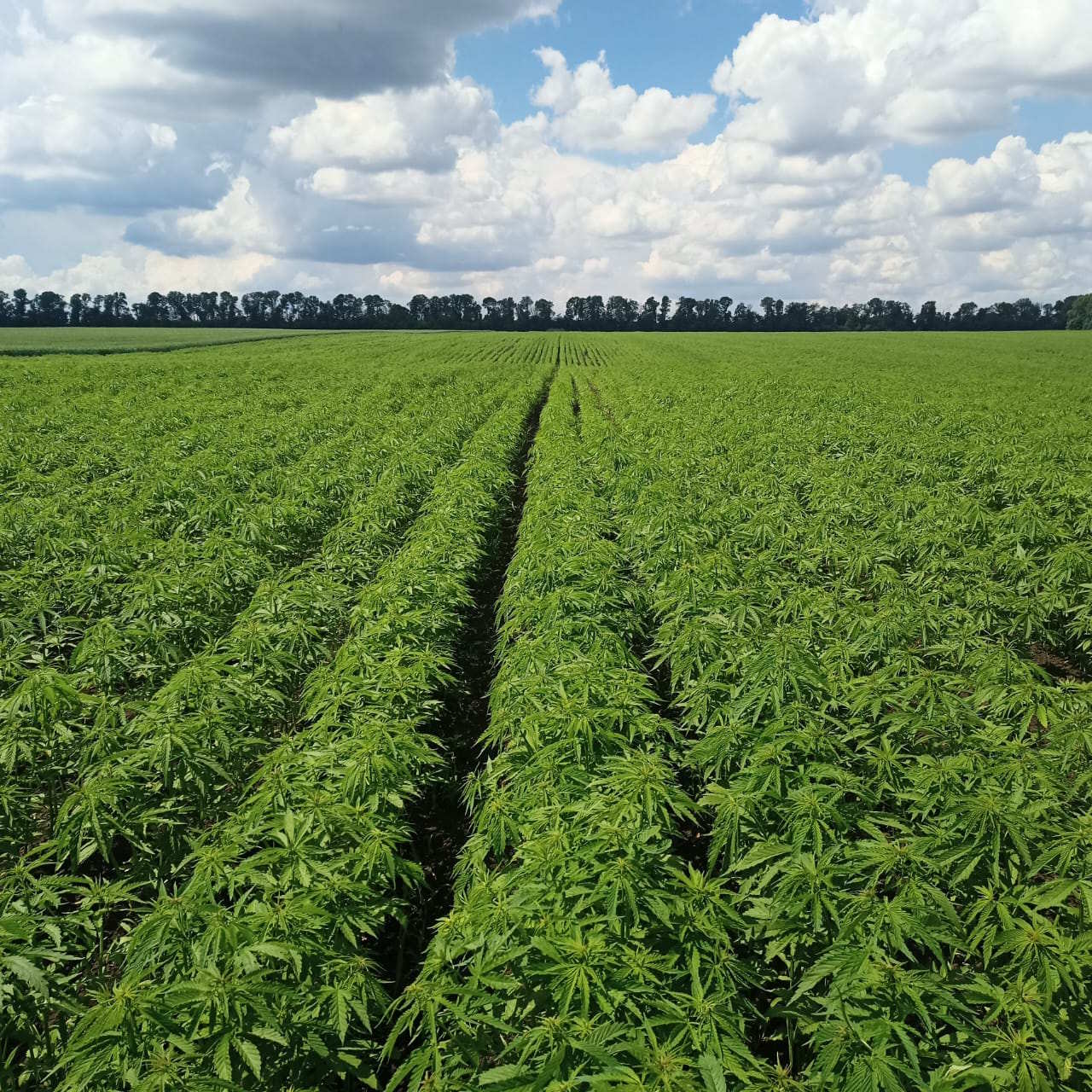 Конопляне поле