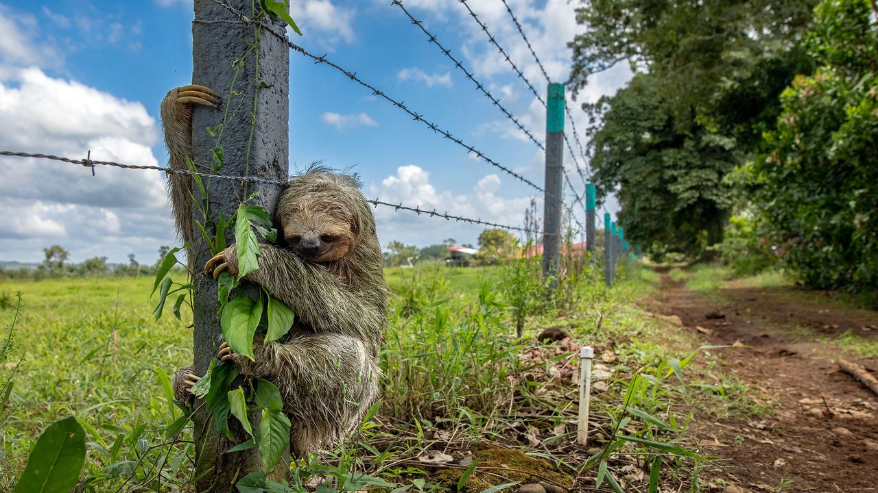 Лінивець переповзає по землі біля паркану з колючим дротом
