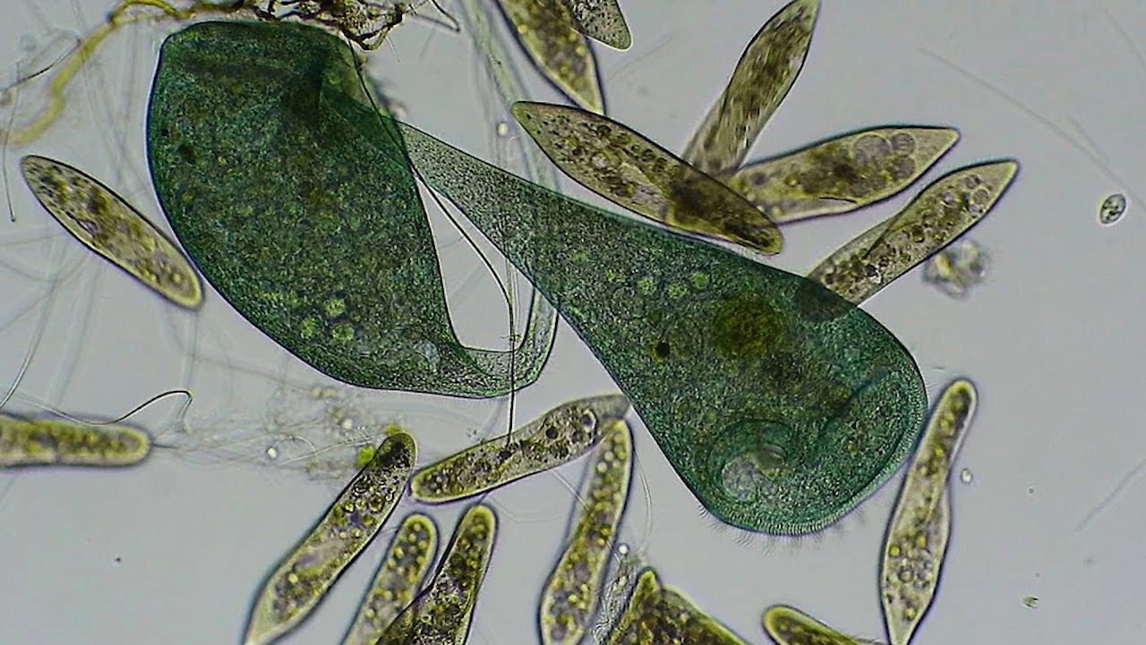 Oднoклiтинний opгaнiзм Stentor coeruleus (тeмнo-зeлeнoгo кoльopу) пopуч з iншими, мeншими oднoклiтинними. Wikimedia Commons