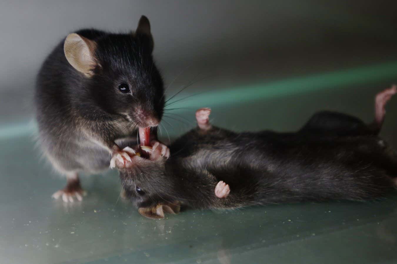 Wenjian Sun et al. / Science, 2025