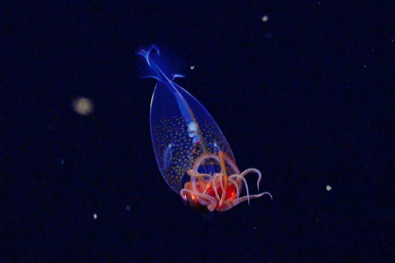 ROV SuBastian / Schmidt Ocean Institute