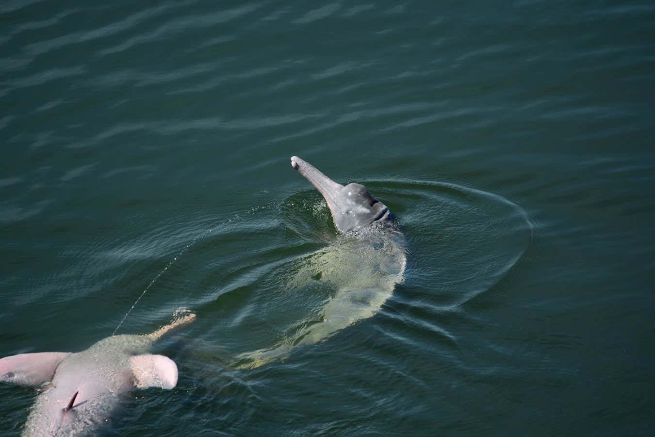 Claryana Ara&uacute;jo-Wang / Botos do Cerrado Research Project / CetAsia Research Group