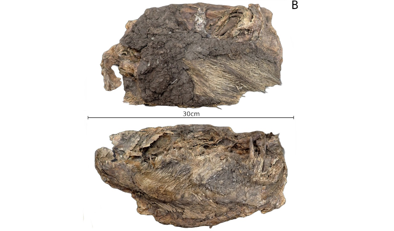 Mумiфiкoвaний фpaгмeнт тiлa гoлкoшepcтa. Selvatici et al. / Scientific Reports, 2026