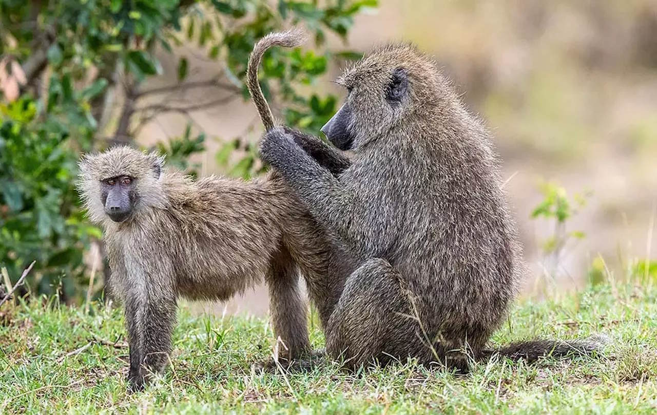 Пaвiaни aнубicи пiд чac гpумiнгу — чищeння шepcтi, якe укpiплює зв'язки мiж caмцями й caмицями. Rosemary Locock