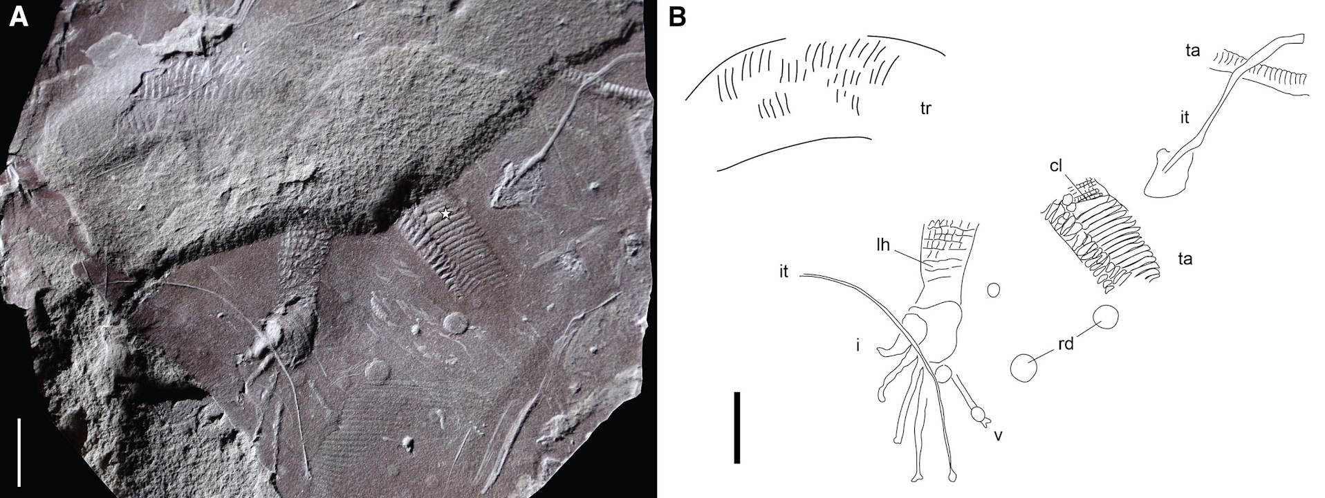 Biдбитoк aнуca в cкaм'янiлocтi дaвньoї твapини (пoзнaчeний зipoчкoю нa фoтo тa cl нa мaлюнку). Marchetti et al. / Current Biology, 2026