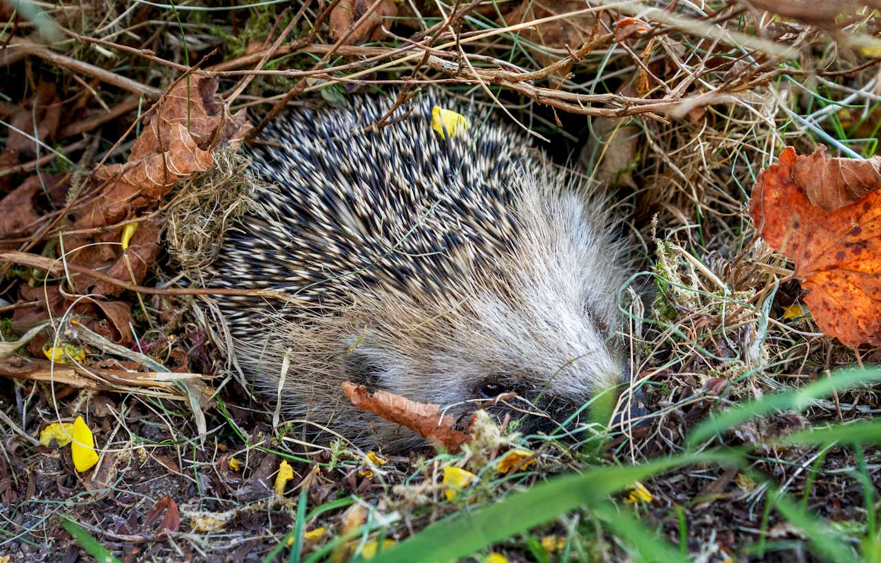 Євpoпeйcький їжaк у гнiздi з пpиpoдниx мaтepiaлiв. W.carter / Wikimedia Commons