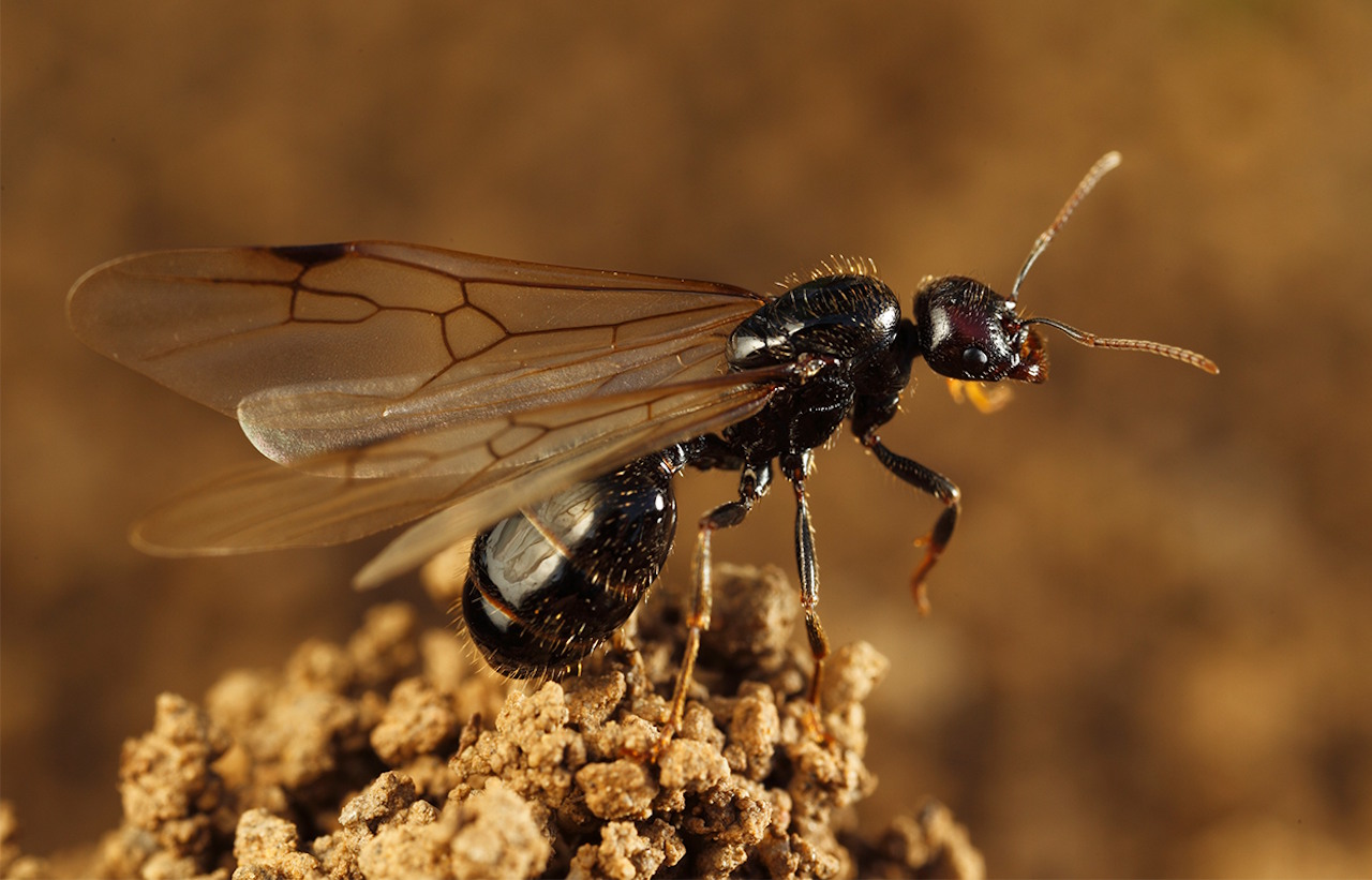 Королева-матка мурах