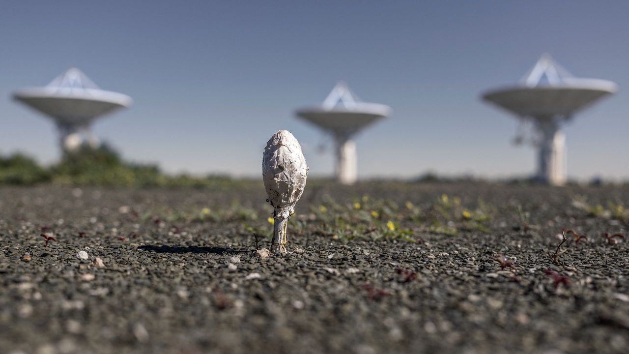 Гриб на передньому плані перед антенами радіотелескопів