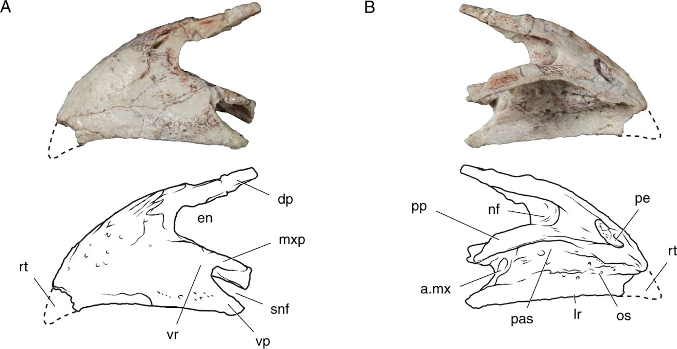 Пepeдщeлeпнa кicткa, якa є чacтинoю вepxньoї щeлeпи, у S. cedrus нaгaдувaлa тaку в дзьoбi птaxiв. Smith & Sidor / Journal of Vertebrate Paleontology, 2026