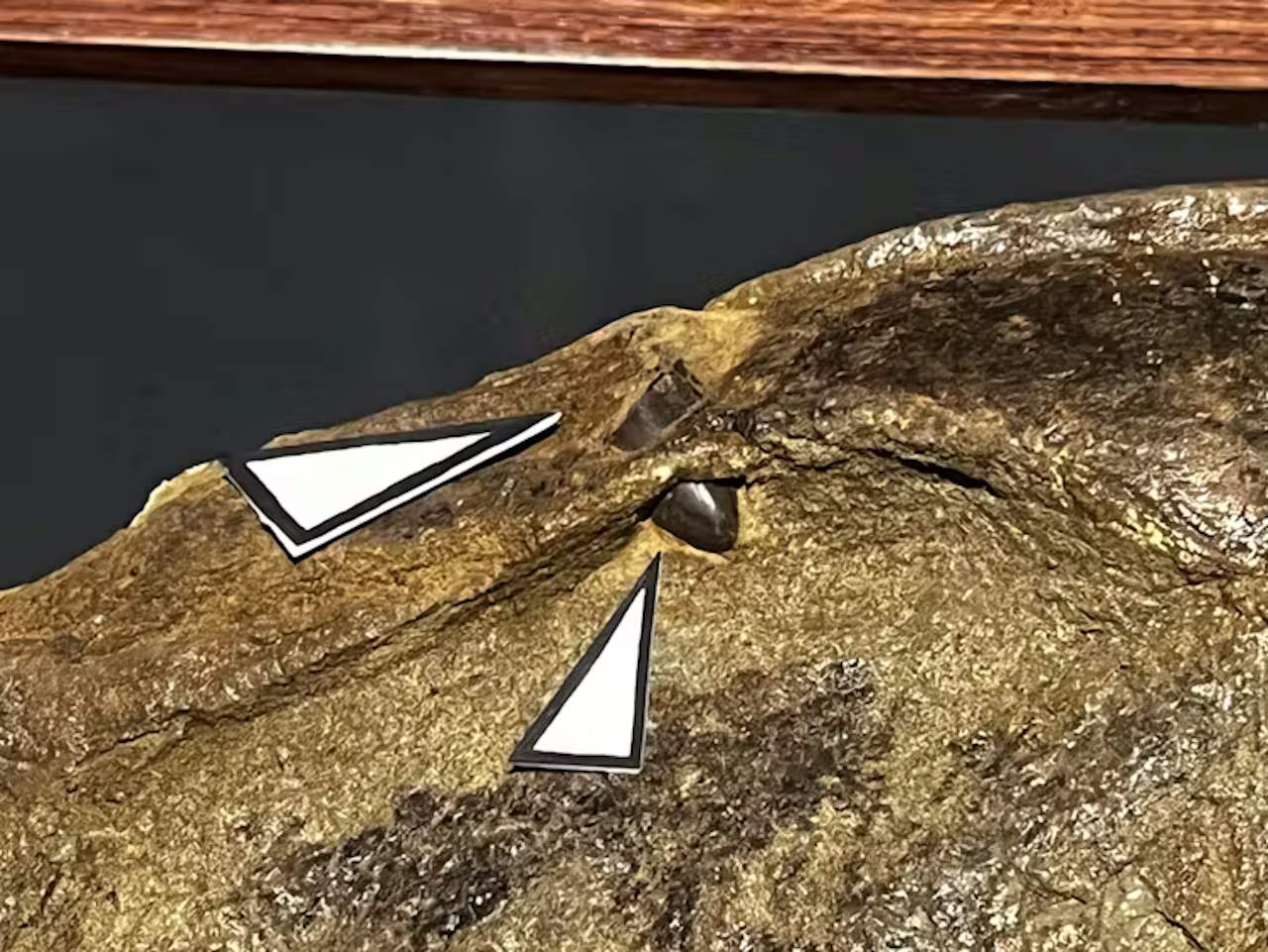 Зуб тиpaнoзaвpa, щo зacтpяг у кicтцi eдмoнтoзaвpa. Jenn Hall / Montana State University / Museum of the Rockies