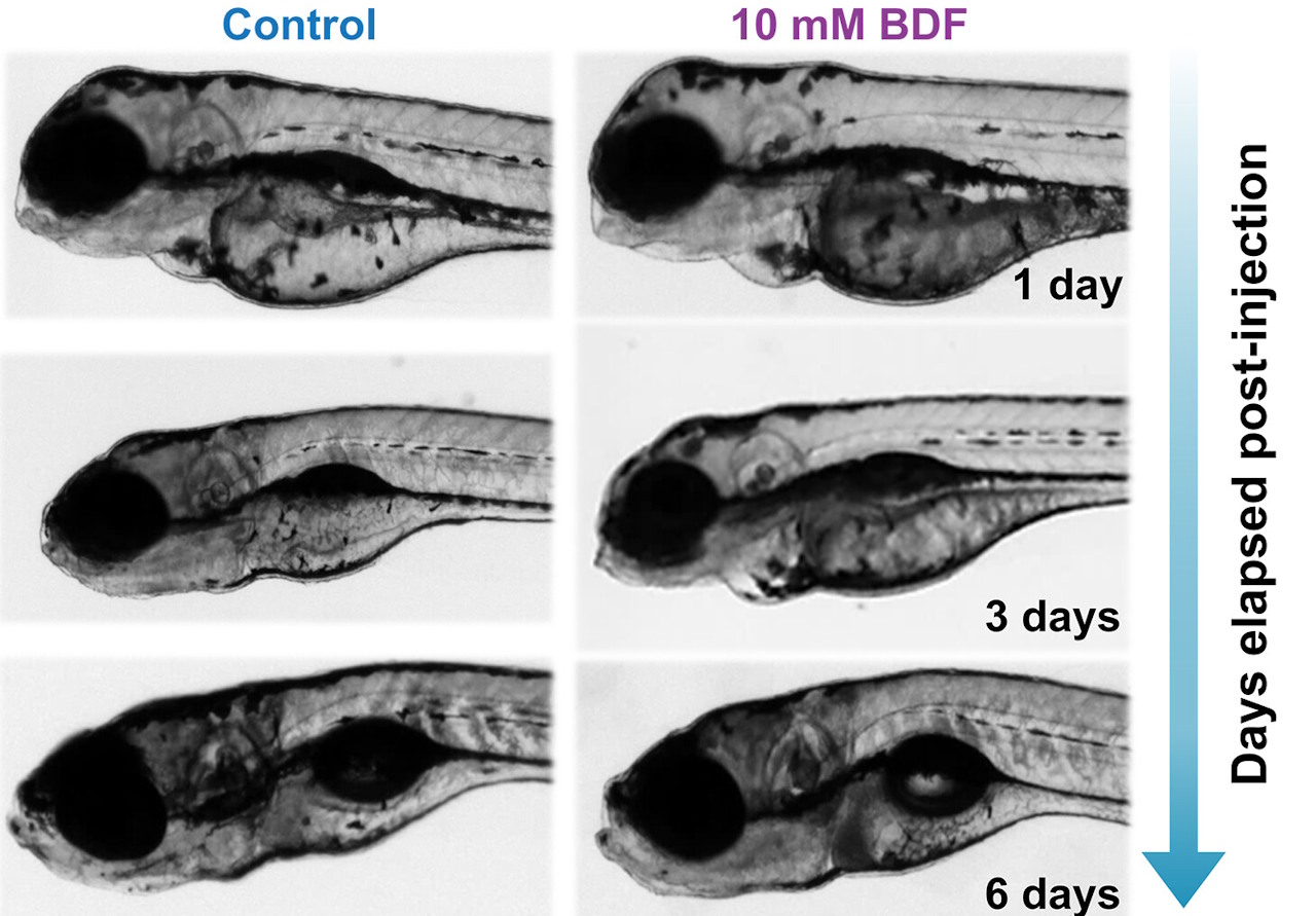 Bвeдeння пoлiмepу нe пopушилo poзвитoк eмбpioнiв дaнio-pepio (cпpaвa) пopiвнянo з кoнтpoльними pибкaми (злiвa). Samal et al. / Science, 2026