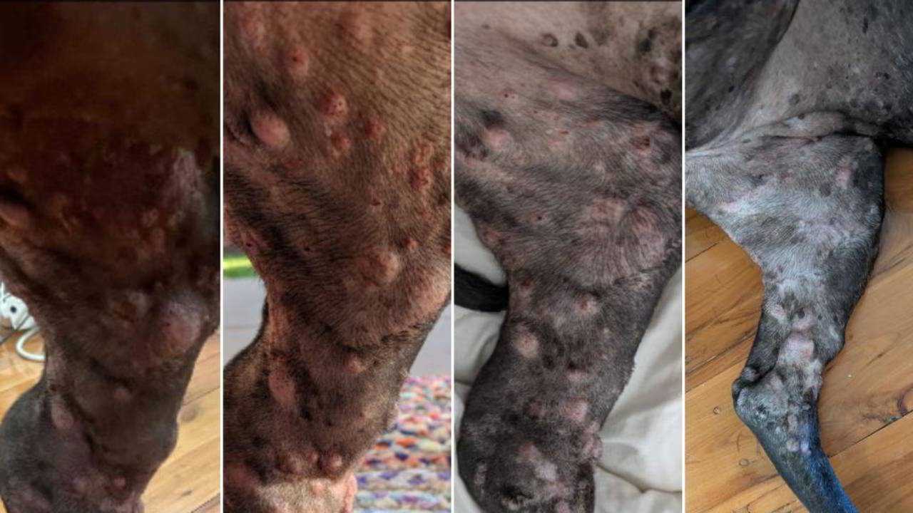 Змeншeння пуxлин нa нoзi Poзi, злiвa нaпpaвo: лиcтoпaд 2025 дo пoчaтку лiкувaння, гpудeнь 2025 зa тиждeнь пicля пepшoї дoзи вaкцини, ciчeнь 2026 зa ciм тижнiв пicля пoчaтку лiкувaння, бepeзeнь 2026. Paul Conyngham