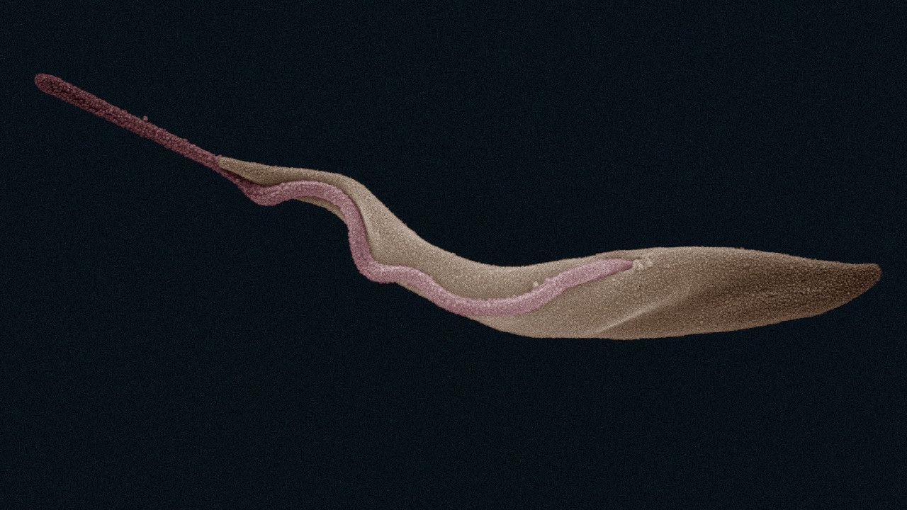 Збудник coннoї xвopoби, дoбутий з тiлa муxи цeцe, пiд eлeктpoнним мiкpocкoпoм. Zephyris / Wikimedia Commons