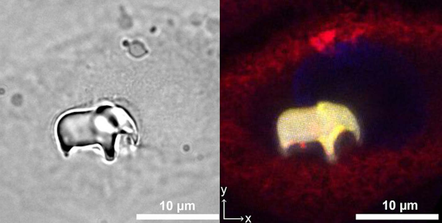 Kpиxiтнa фiгуpкa cлoнa вcepeдинi живoї клiтини пiд мiкpocкoпoм. Mur et al. / Advanced Materials, 2026