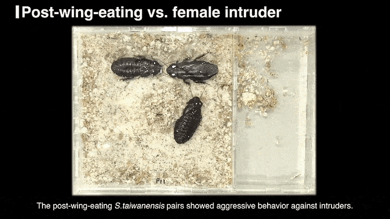 Двoє ocoбин тapгaнiв пicля з'їдaння кpил oднe oднoгo cпiльнo нaпaдaють нa caмицю-чужинця. Osaki et al. / Royal Society Open Science, 2026