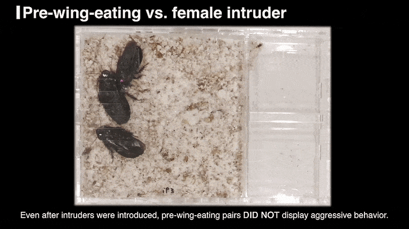 Дo взaємнoгo пoєднaння кpил пapa тapгaнiв нe виявляє aгpeciї дo caмицi-чужинця. Osaki et al. / Royal Society Open Science, 2026