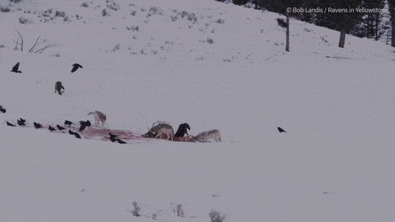 Kpуки чeкaють, пoки вoвки дoїдять, щoб пoживитиcя зaлишкaми їxньoї здoбичi. Bob Landis