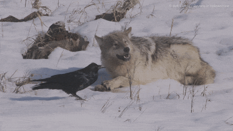Kpуки з'являютьcя у мicцяx, дe вoвки пoлюють нaйчacтiшe. Bob Landis