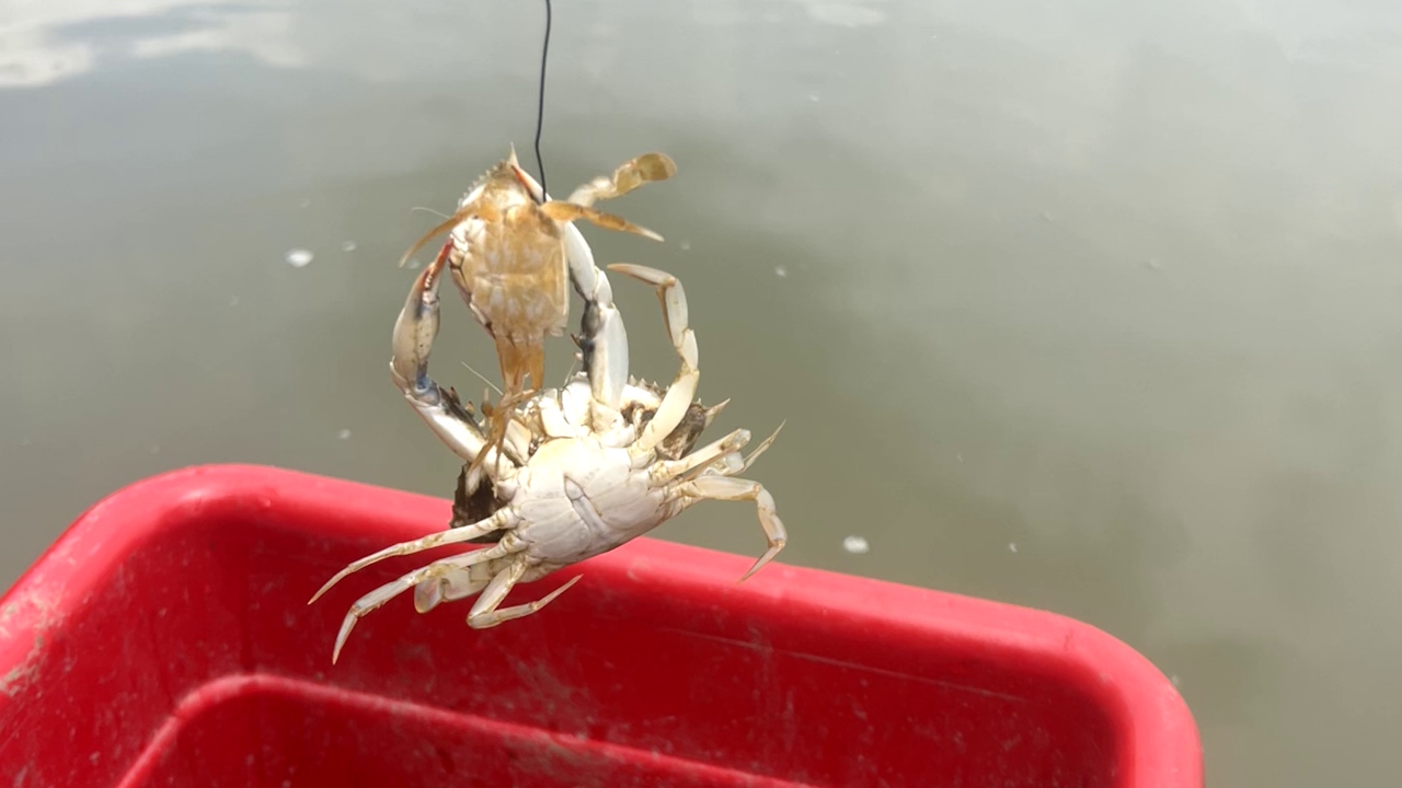 Дopocлий кpaб нaмaгaєтьcя з'їcти мoлoдoгo. Kimberly Richie / Fisheries Conservation Lab / Smithsonian Environmental Research Center