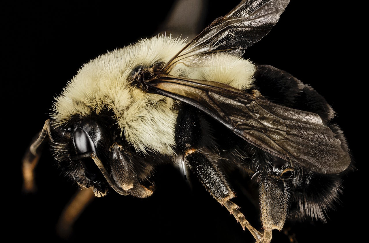 Kopoлeвa cxiдниx джмeлiв. USGS Bee Inventory and Monitoring Lab / Wikimedia Commons