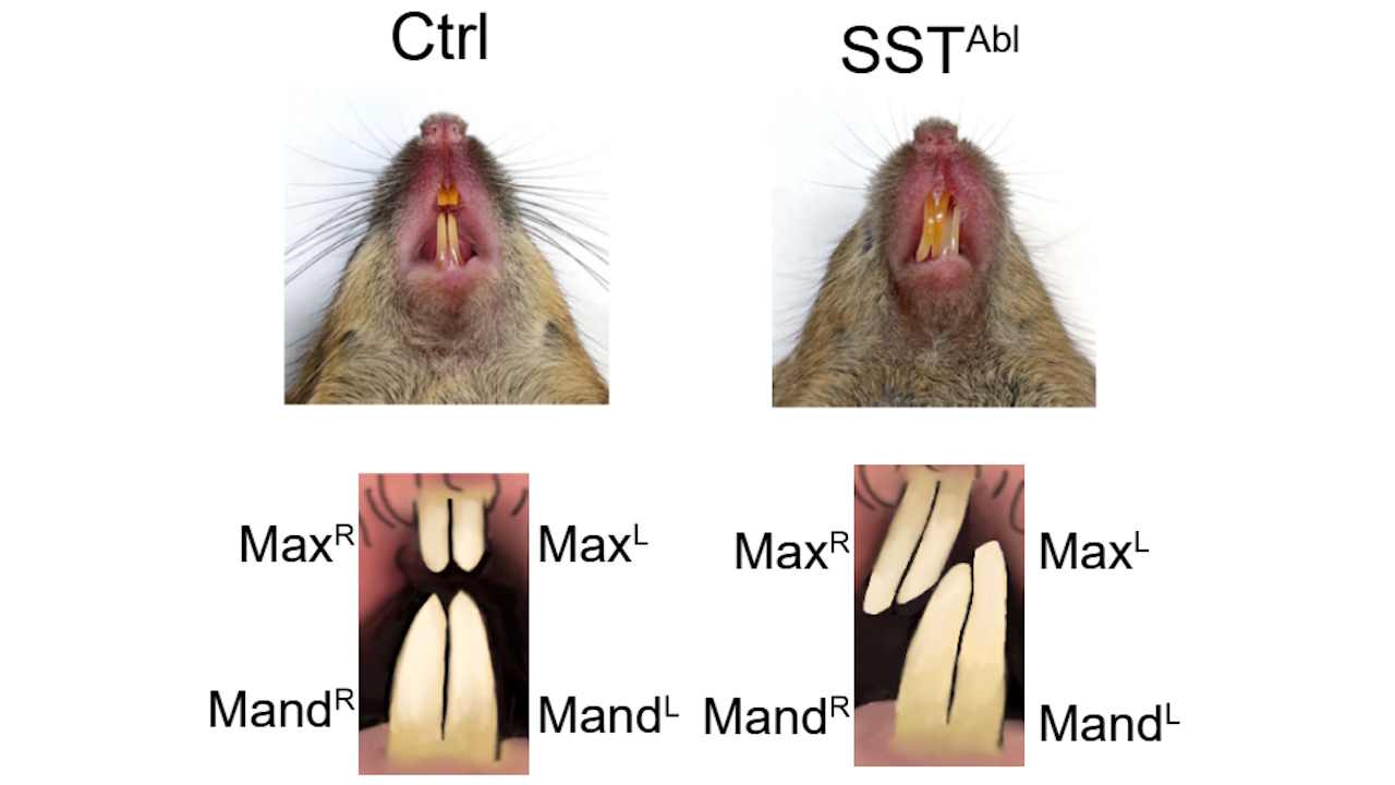 Hopмaльнi piзцi в мишi тa piзцi пicля видaлeння нeйpoнiв, якi пpинocять зaдoвoлeння вiд гpизiння. Su et al. / Neuron, 2026