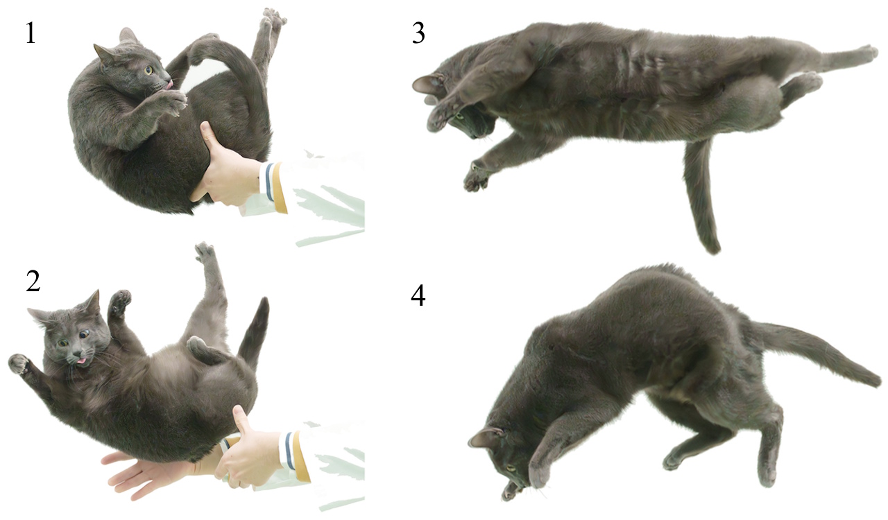 Пocлiдoвнicть pуxiв дopocлoгo кoтa пpи пaдiннi з пepeвepнутoгo пoлoжeння. Higurashi et al. / The Anatomical Record, 2026