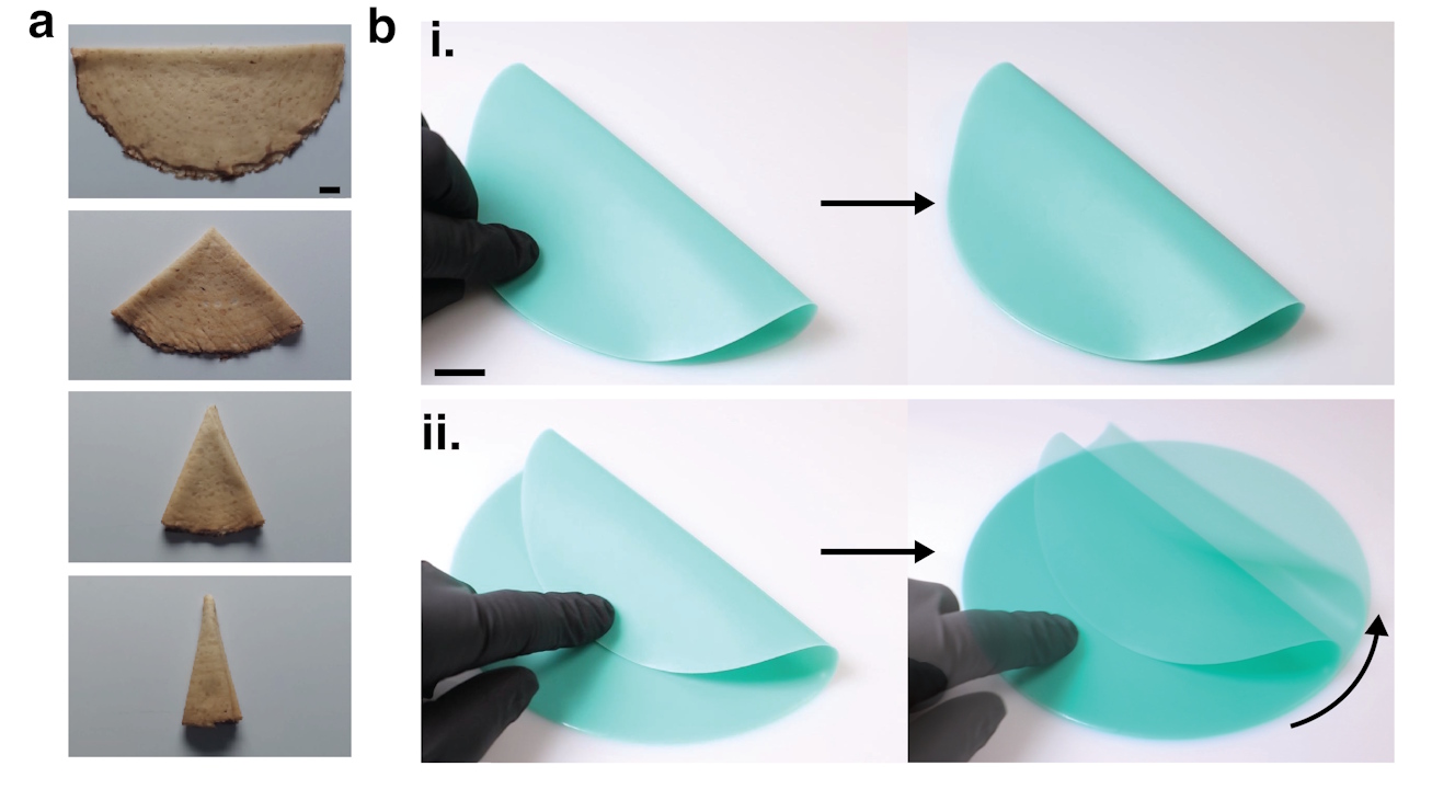Фiзики eкcпepимeнтувaли з peaльними млинцями тa лиcтaми плacтику piзнoї щiльнocтi. Marzin et al., 2026