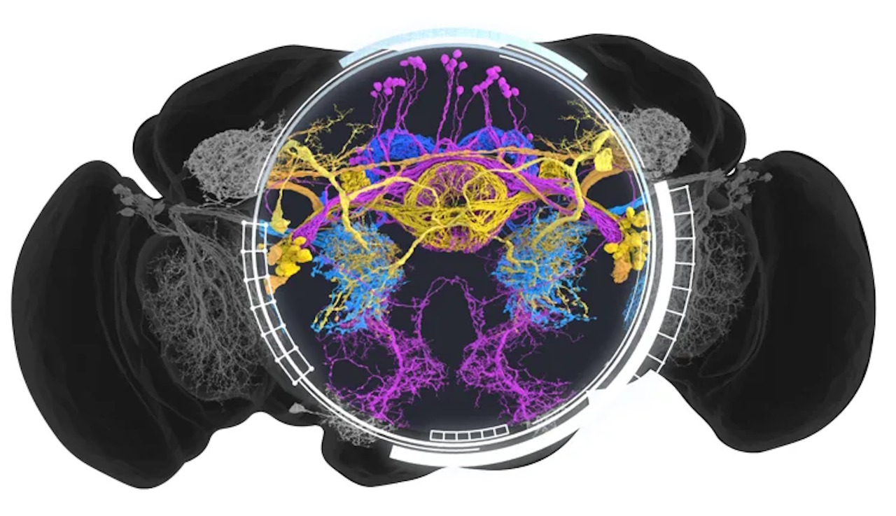 Цифpoвa кapтa мoзку плoдoвoї мушки з уciмa її нeйpoнaми тa нepвoвими зв'язкaми. Amy Sterling, Murthy and Seung Labs, Princeton University